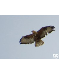 گونه سارگپه پا بلند Long-legged Buzzard